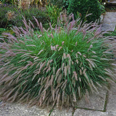 PENNISETUM ALOPECUROIDES - Cola de zorro