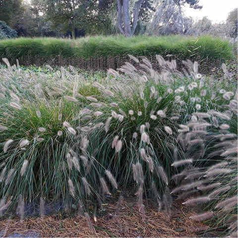 PENNISETUM ALOPECUROIDES - Cola de zorro
