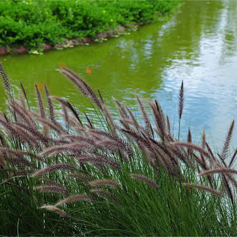 PENNISETUM ALOPECUROIDES