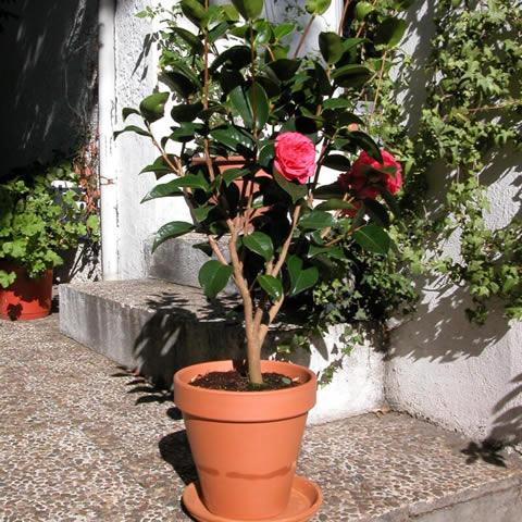 CAMELLIA JAPONICA