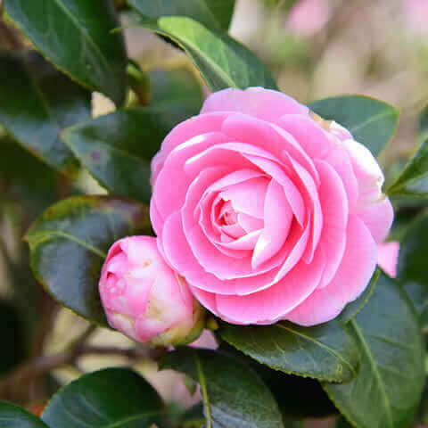 CAMELLIA JAPONICA