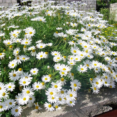 LEUCANTHEMUM VULGARE - Grande marguerite