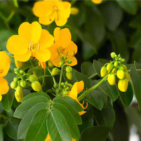 SENNA CORYMBOSA - Casia, Rama negra