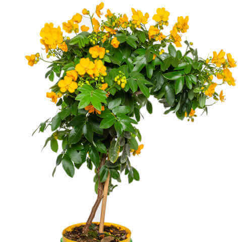 SENNA CORYMBOSA - Casia, Rama negra
