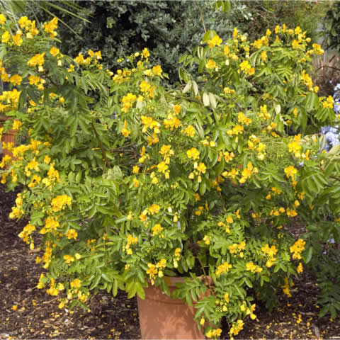 SENNA CORYMBOSA