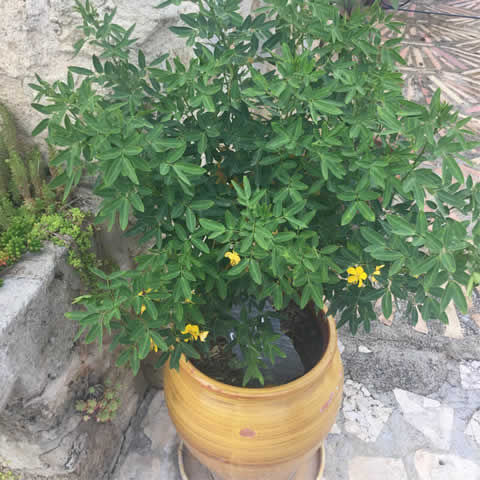 SENNA DIDYMOBOTRYA - Casia