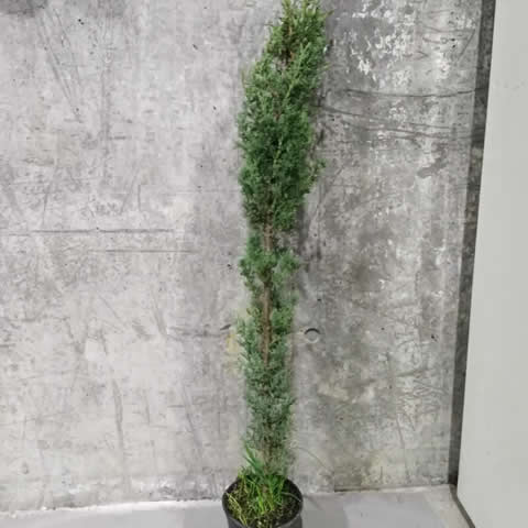 CUPRESSUS SEMPERVIRENS C1,2L - 11-2018