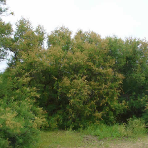 TAMARIX GALLICA - Taray, Taraje