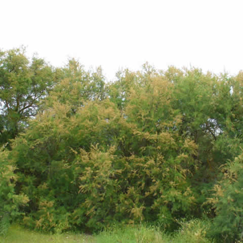 TAMARIX GALLICA - Taray, Taraje
