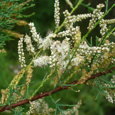 TAMARIX GALLICA
