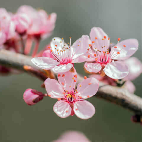 PRUNUS DULCIS var. GARRIGUES