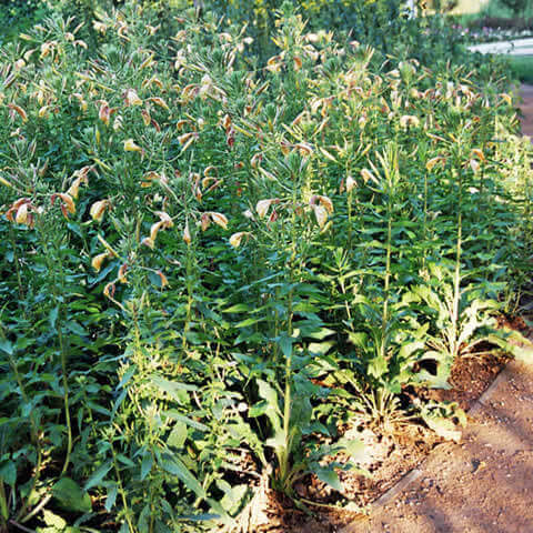 OENOTHERA BIENNIS