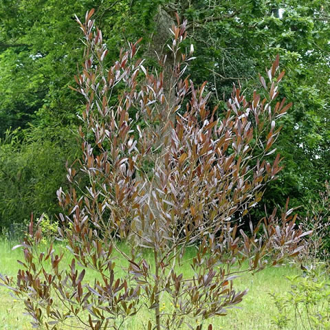 DODONAEA VISCOSA PURPUREA - Dodonea