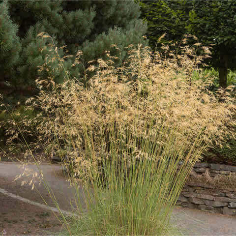 STIPA GIGANTEA - Stipe gante