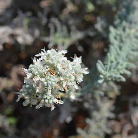 TEUCRIUM POLIUM - Felty Germander