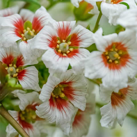 XANTHOCERAS SORBIFOLIUM - Yellowhorn