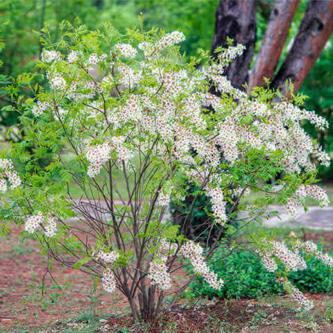 XANTHOCERAS SORBIFOLIUM