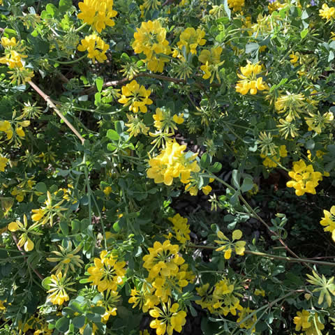 CORONILLA GLAUCA