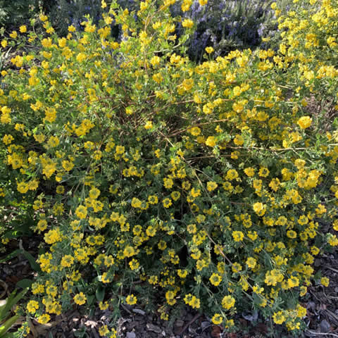 CORONILLA GLAUCA