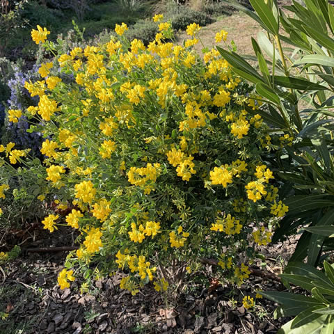 CORONILLA GLAUCA