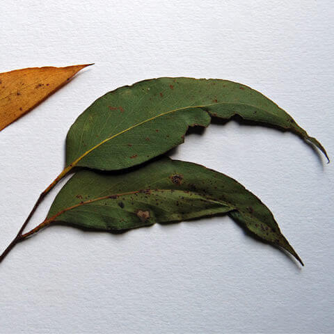 EUCALYPTUS OBLIQUA