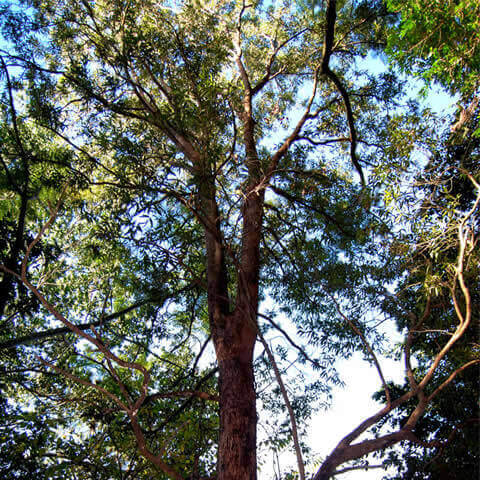 EUCALYPTUS OBLIQUA