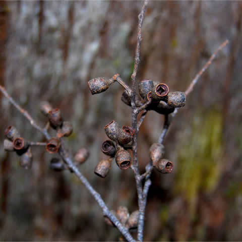 EUCALYPTUS OBLIQUA