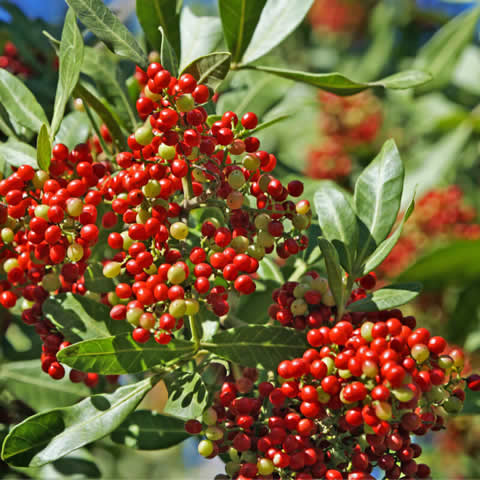 SCHINUS TEREBINTHIFOLIUS