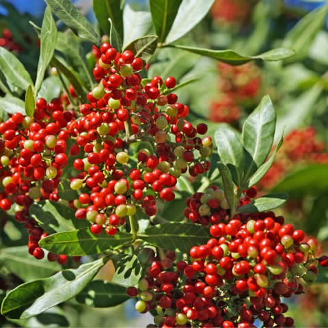 SCHINUS TEREBINTHIFOLIUS - Brazilian Peppertree