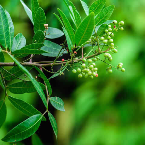 SCHINUS TEREBINTHIFOLIUS - Brazilian Peppertree