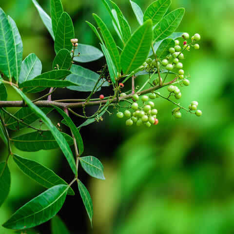 SCHINUS TEREBINTHIFOLIUS