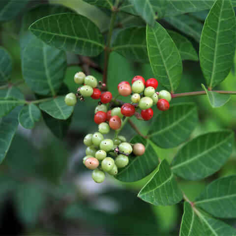 SCHINUS TEREBINTHIFOLIUS