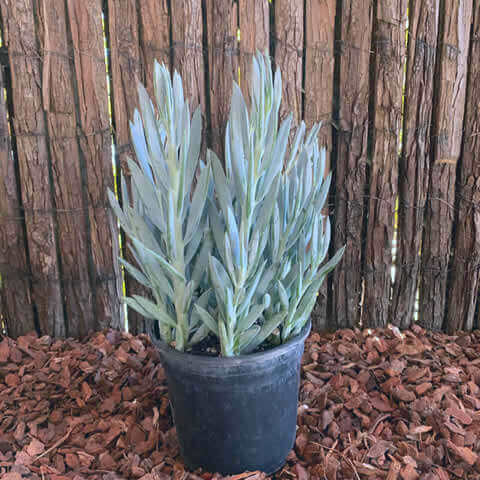 Plants of SENECIO AQUARINE MOUNT EVEREST - The Original Garden