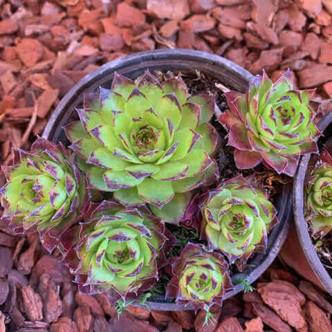 SEMPERVIVUM TECTORUM - Houseleek