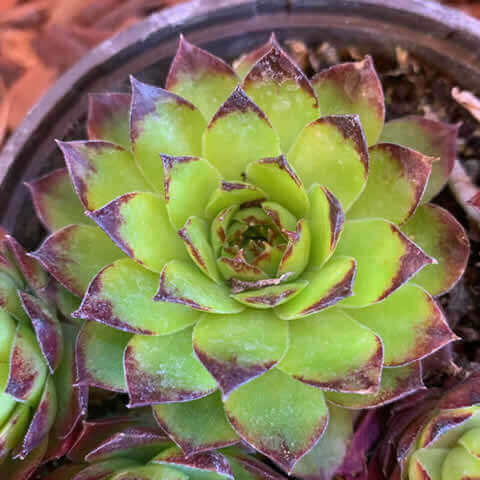 SEMPERVIVUM TECTORUM