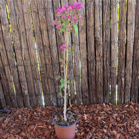 BOUGAINVILLEA SP. 