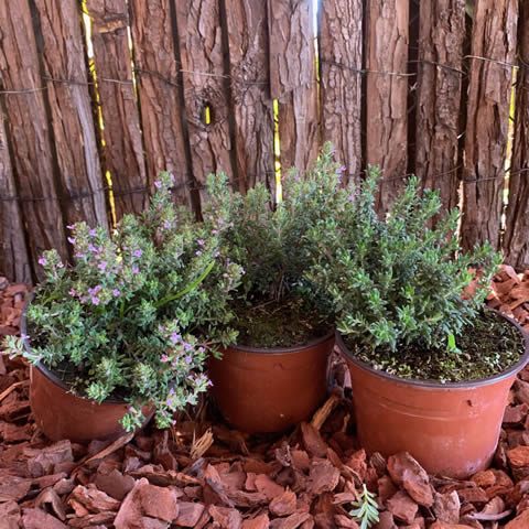 THYMUS VULGARIS COMPACTUS