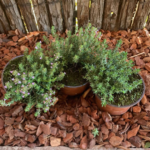 THYMUS VULGARIS COMPACTUS