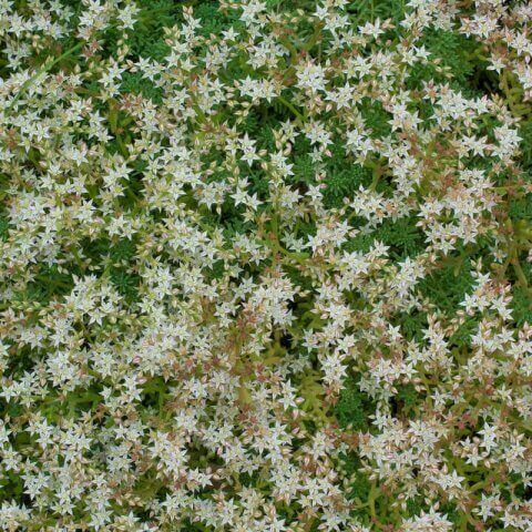 SEDUM HISPANICUM