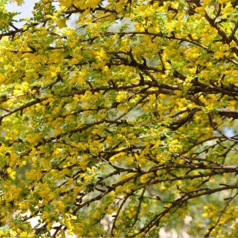 CARAGANA ARBORESCENS