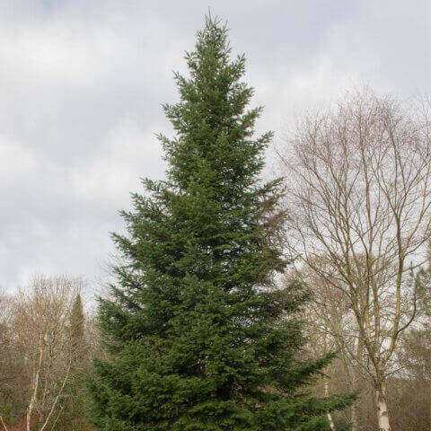 ABIES GRANDIS - (Identificado) - AGR901 France