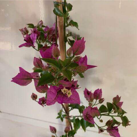 BOUGAINVILLEA SP. Floración violeta