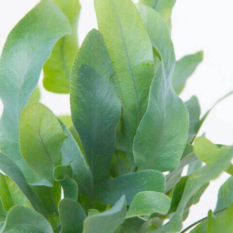 PHLEBODIUM BLUE STAR