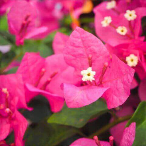 BOUGAINVILLEA SP.  rosa