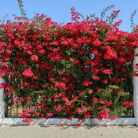 BOUGAINVILLEA SPECTABILIS ROJO