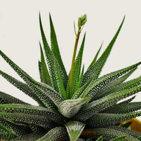 HAWORTHIA FASCIATA - Planta Cebra