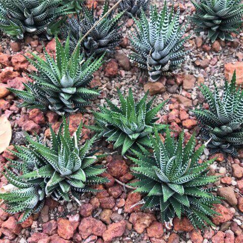 HAWORTHIA FASCIATA - Planta Cebra