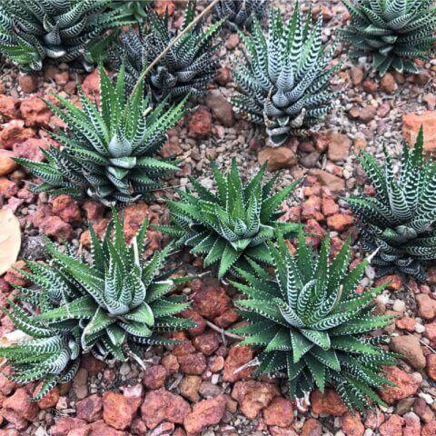 HAWORTHIA FASCIATA