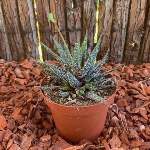 HAWORTHIA FASCIATA