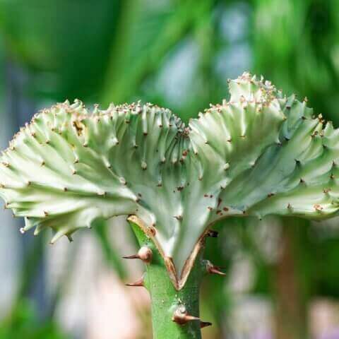 EUPHORBIA LACTEA CRISTATA